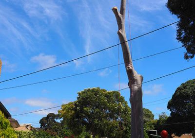 40 foot tree removal - blue gum Central Tree & Stum Removal