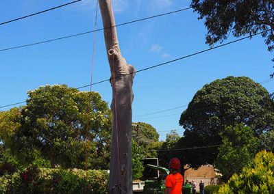 Main Tree Trunk dismantling southern Areas
