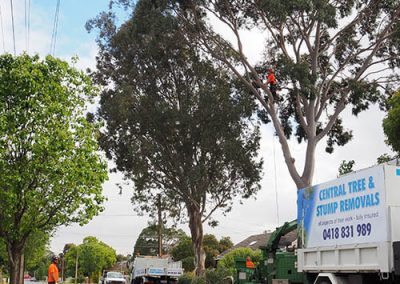 More safety precautions - tree surgey roadside