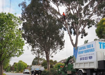 Making Dangerous Trees Safe - Cental Tree & Srump Removal