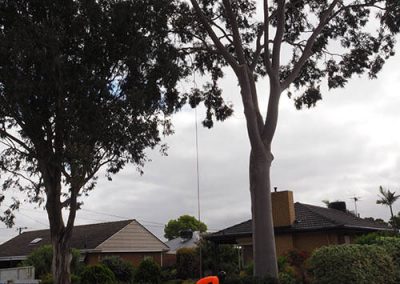 Safely Lowering Branches Central Tree & stump Removal